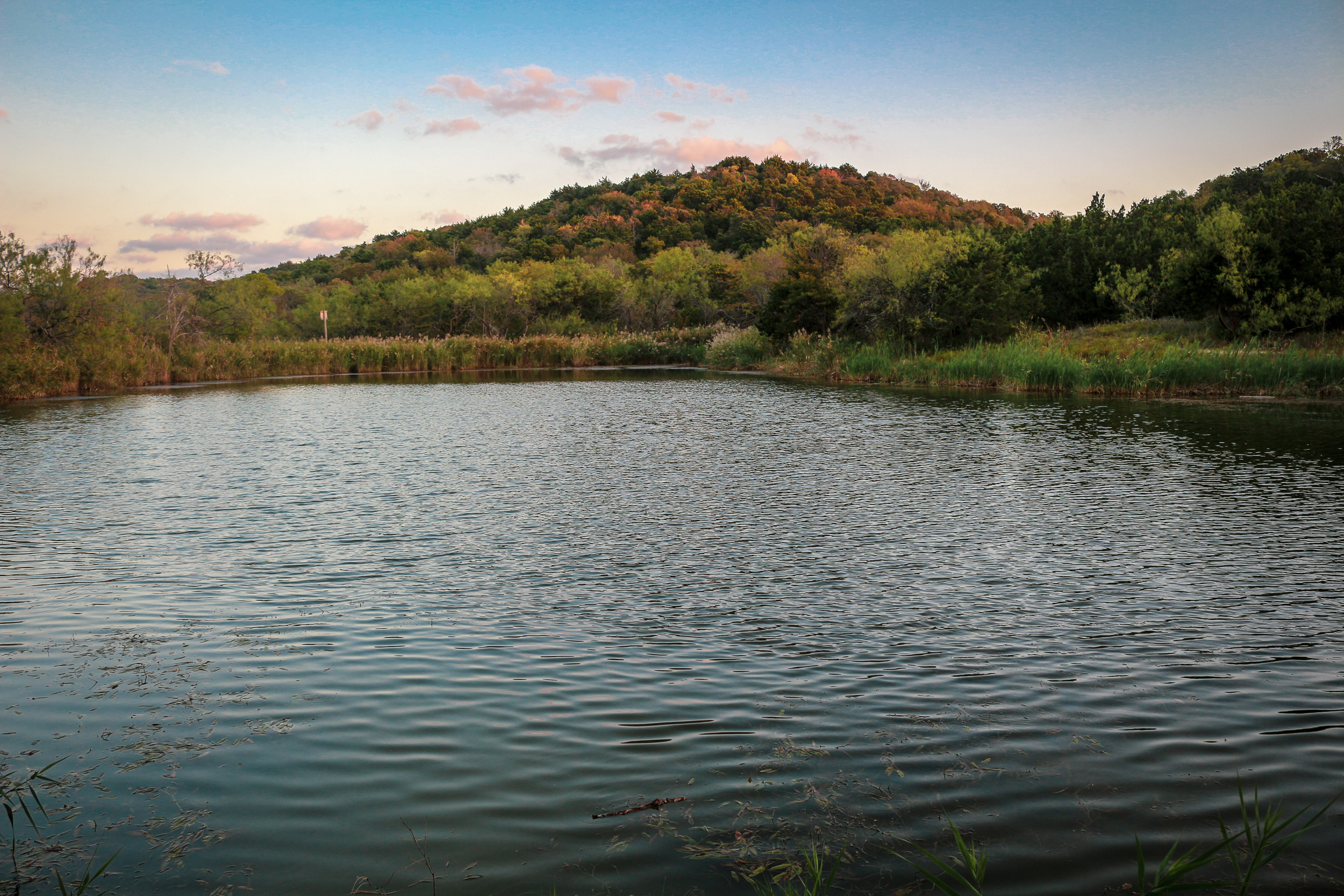 Cedar Ridge Nature Preserve | Dallas Hike - The Botanical Texan