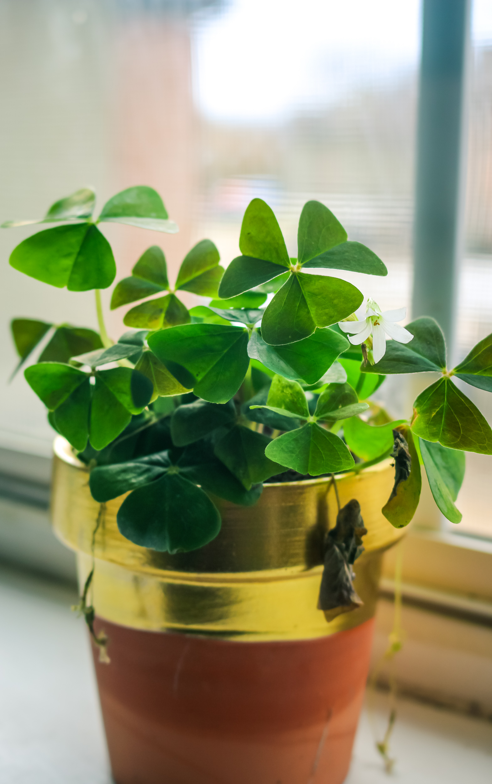 Shamrock Care tips - The Botanical Texan